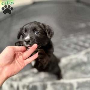 Wakanda, Border Collie Mix Puppy